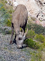 Big horn (69).JPG